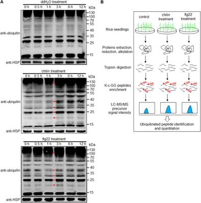 Proteomic Analysis of Ubiquitinated Proteins in Rice (Oryza sativa) After Treatment With <mark class="highlighted">Pathogen-Associated Molecular Pattern (PAMP)</mark> Elicitors